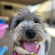 Mocha joined the competition — help win amazing prizes! animal, blurred_background, canine, close_up, collar, colorful, cute, dog, domestic, fluffy, friendly, fur, gray, happy, indoor, pet, portrait, smiling, tongue_out, white