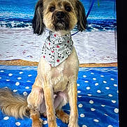 Chewie joined the competition — help win amazing prizes! dog, bandana, polka_dot, blue_blanket, beach_backdrop, tropical, sandy_shore, ocean, waves, fur, pet, animal, sitting, portrait, leash, indoor, cute, calm, fur_texture, ears