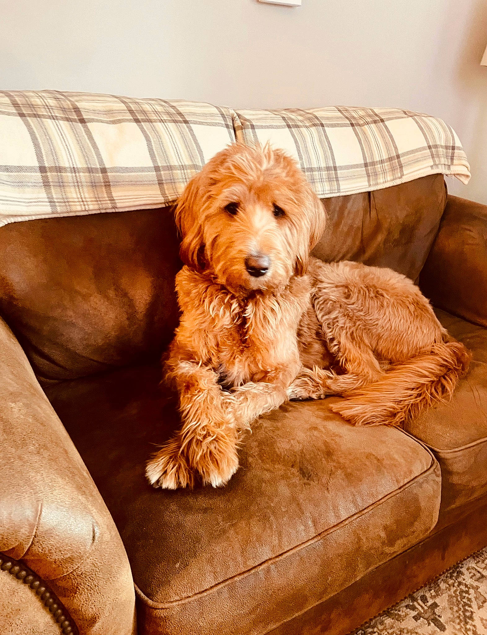Riley joined the competition — help win amazing prizes! carnivore, comfort, companion_dog, couch, dog, dog_breed, dog_supply, fawn, fur, furniture, hardwood, liver, living_room, pet_supply, pillow, rectangle, room, sporting_group, wood, working_animal