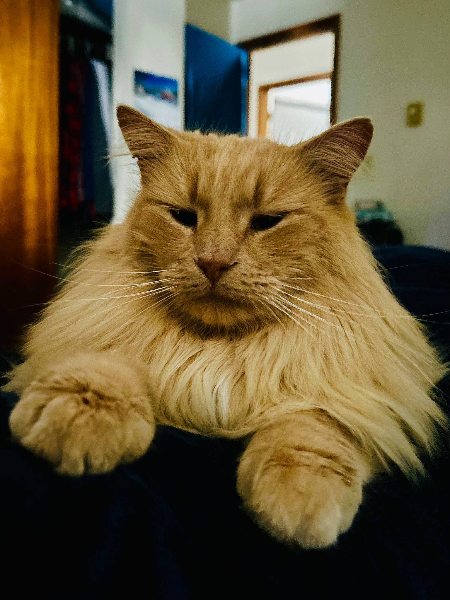 Anu joined the competition — help win amazing prizes! box, british_longhair, carnivore, cat, claw, curtain, domestic_short_haired_cat, fawn, felidae, fur, nap, paw, persian, plant, small_to_medium_sized_cats, snout, tail, whiskers