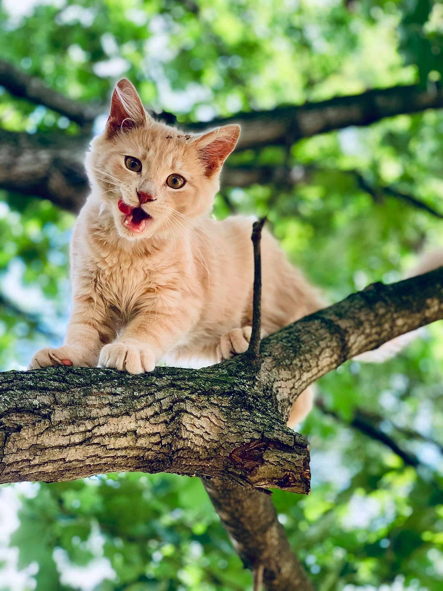 Anu is registered to the contest to win money with this photo: art, branch, carnivore, cat, domestic_short_haired_cat, fawn, felidae, fur, plant, small_to_medium_sized_cats, snout, tail, terrestrial_animal, tree, trunk, twig, whiskers, wildlife, wood