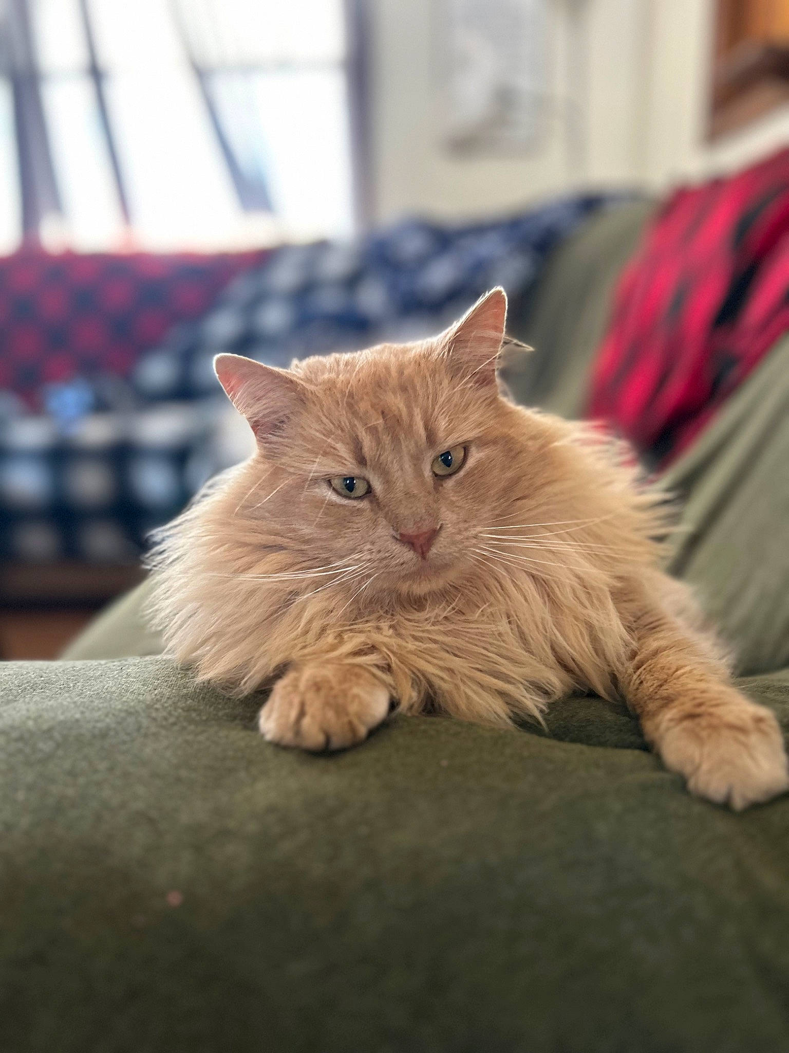 Anu joined the competition — help win amazing prizes! carnivore, cat, claw, comfort, domestic_short_haired_cat, fawn, felidae, flooring, fur, human_leg, nap, paw, persian, sitting, small_to_medium_sized_cats, snout, tail, whiskers, window, wood