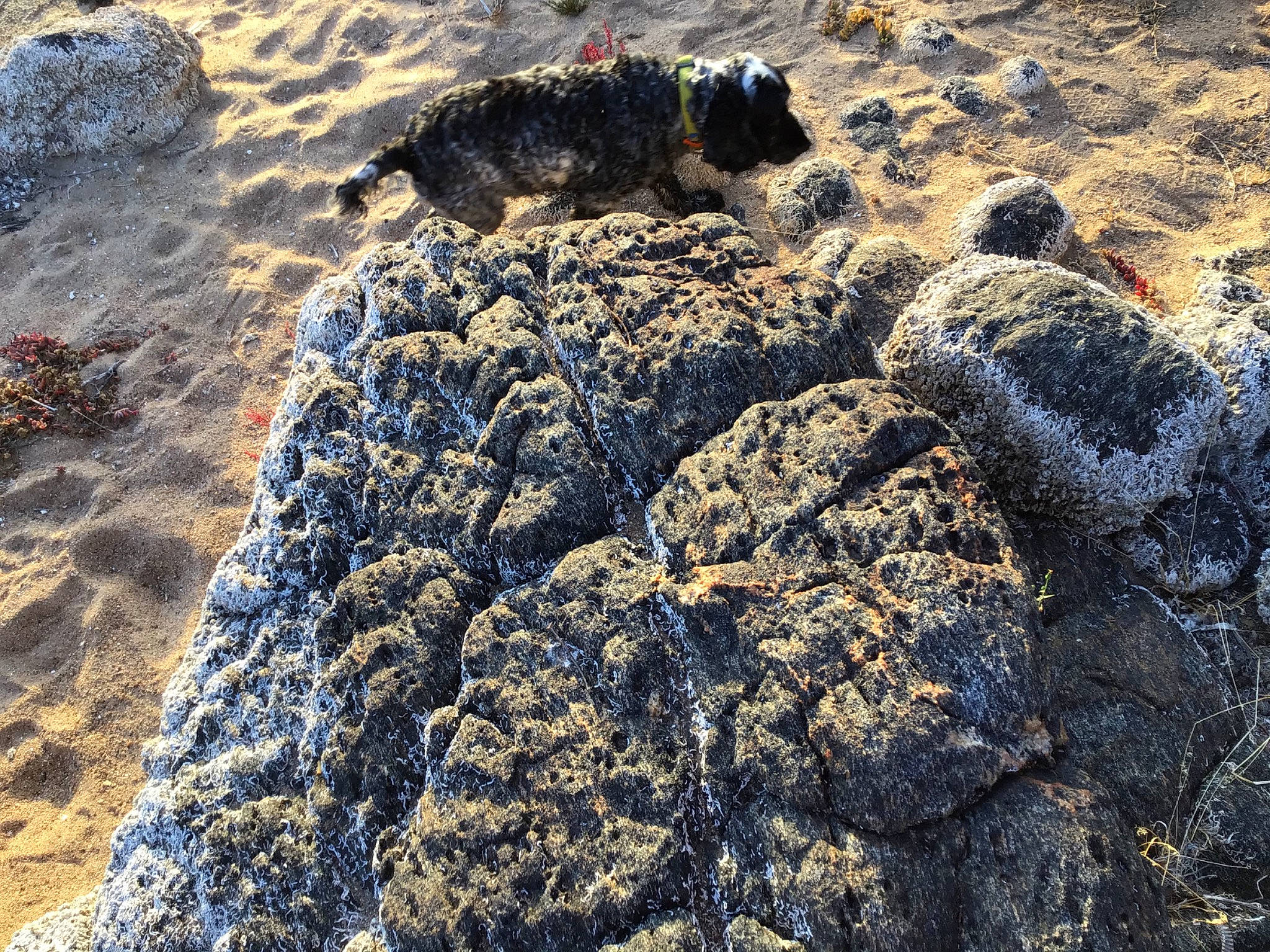 Dougal joined the competition — help win amazing prizes! bedrock, canidae, geological_phenomenon, geology, igneous_rock, rock, sand, sea, soil