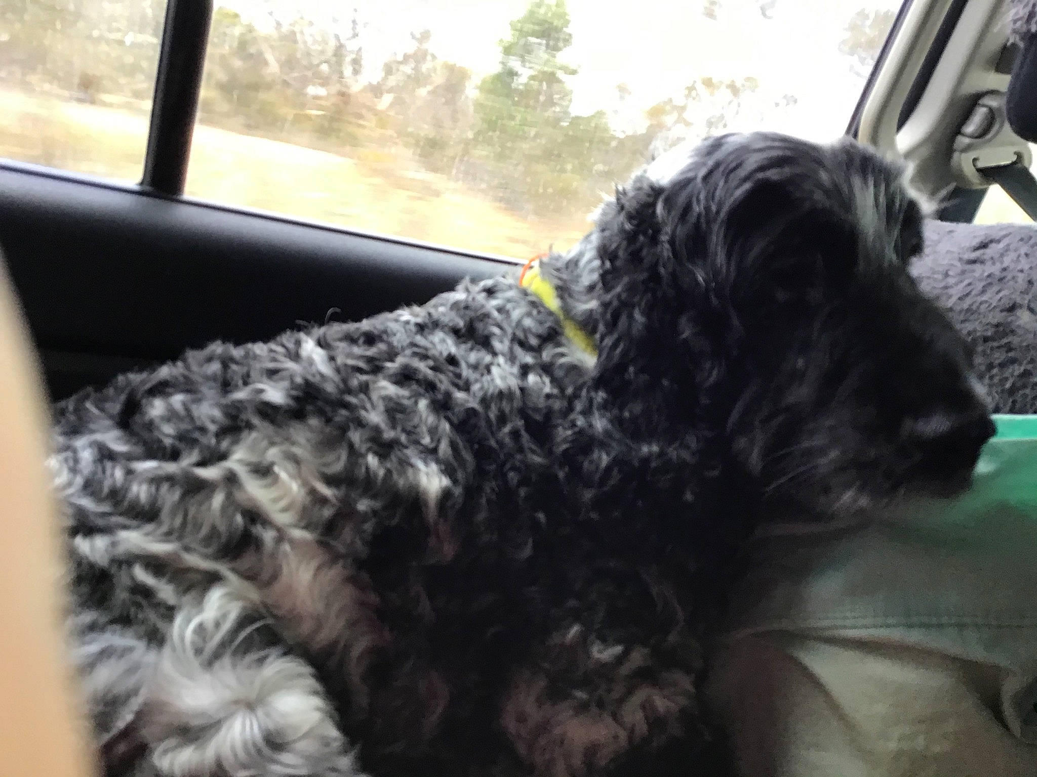 Dougal is registered to the contest to win money with this photo: bolonka, canidae, carnivore, dog, dog_breed, mammal, miniature_schnauzer, schnauzer, snout, sporting_group, terrier, vertebrate