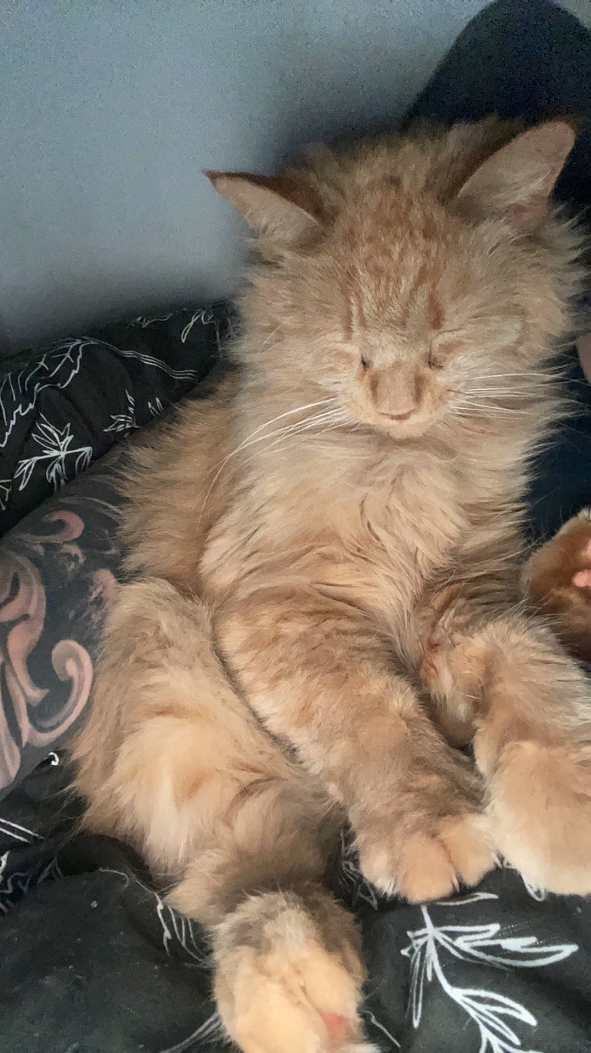 Ernie is registered to the contest to win money with this photo: british_longhair, carnivore, cat, claw, comfort, ear, fawn, felidae, fur, nap, paw, sleep, small_to_medium_sized_cats, snout, tail, terrestrial_animal, whiskers