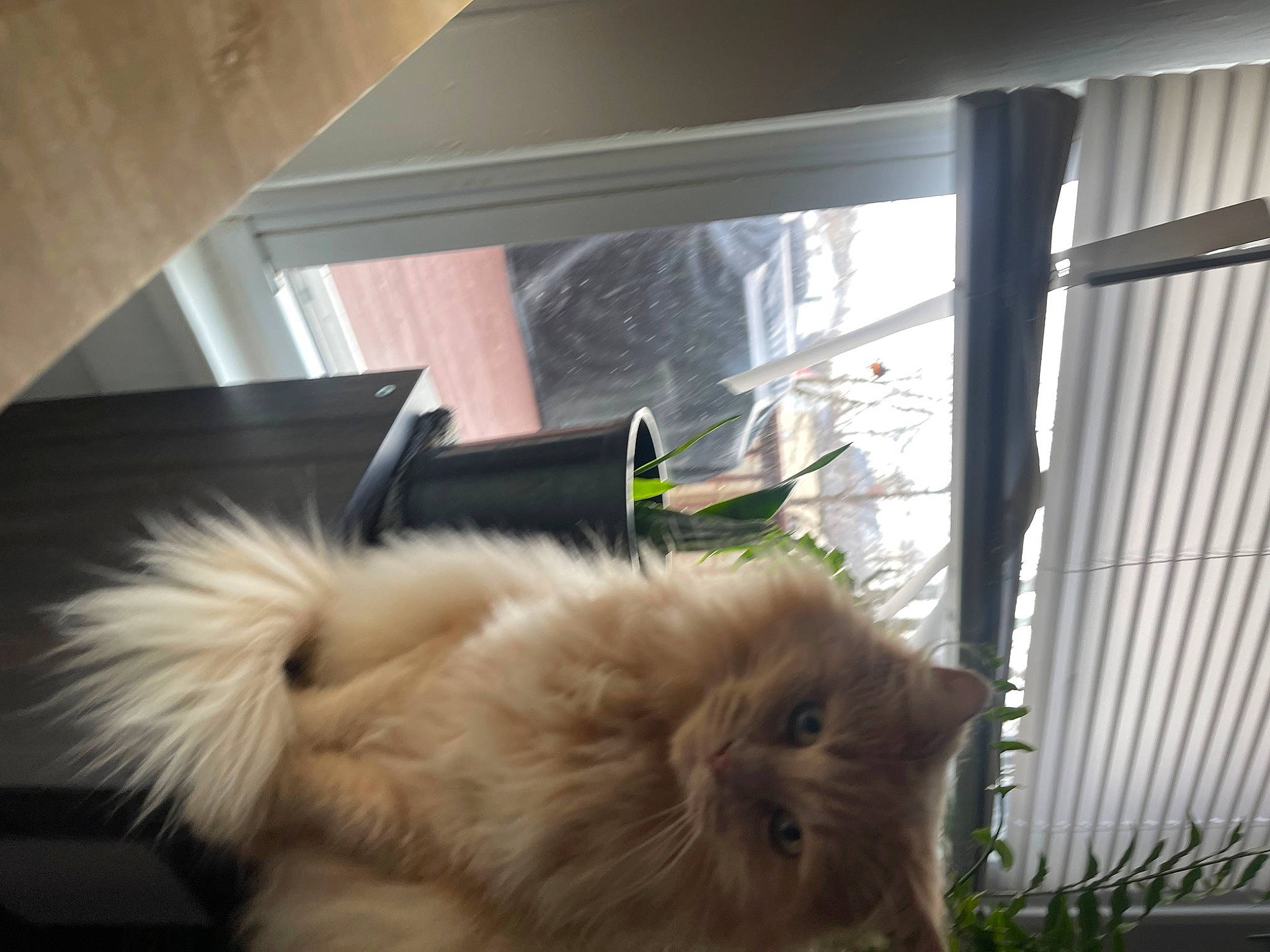 Jasmine joined the competition — help win amazing prizes! canidae, carnivore, cat, companion_dog, dog_breed, fawn, felidae, flooring, fur, german_spitz, german_spitz_klein, german_spitz_mittel, non_sporting_group, paw, pomeranian, small_to_medium_sized_cats, spitz, tail, toy_dog, whiskers