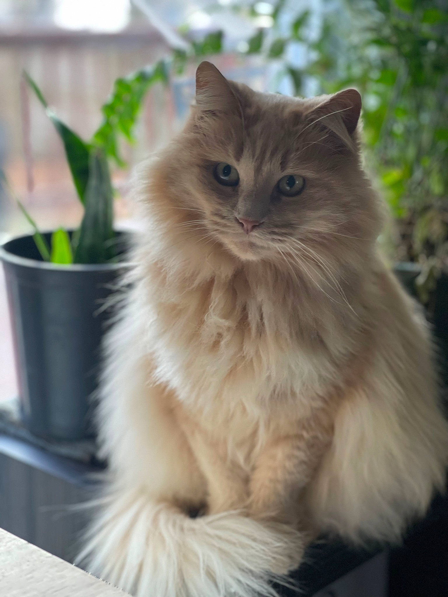 Jasmine is registered to the contest to win money with this photo: british_longhair, carnivore, cat, fashion_accessory, fawn, felidae, flowerpot, fur, grass, houseplant, persian, plant, small_to_medium_sized_cats, snout, terrestrial_animal, whiskers