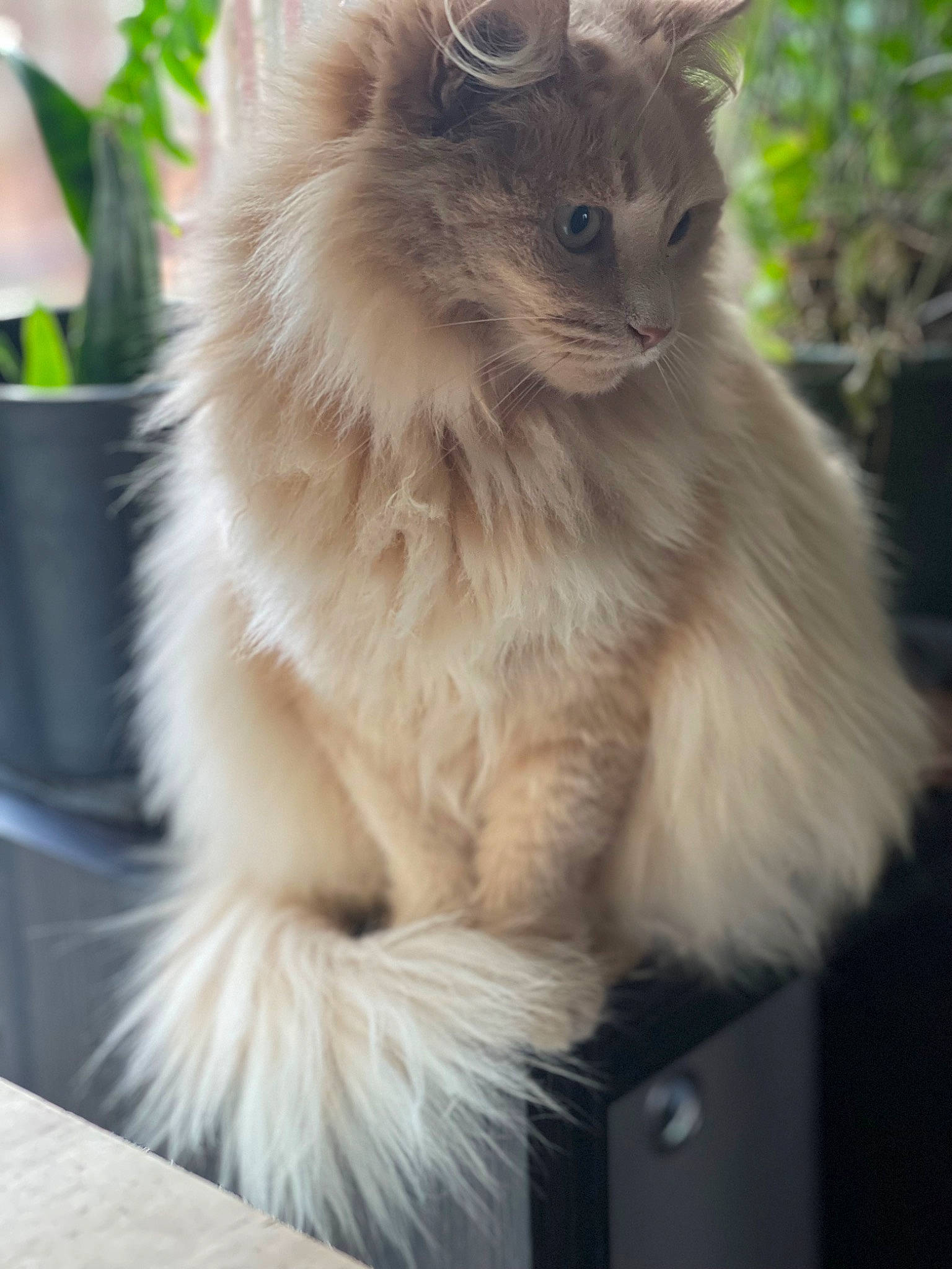 Jasmine joined the competition — help win amazing prizes! british_longhair, carnivore, cat, event, fashion_accessory, fawn, felidae, fur, persian, plant, ragdoll, small_to_medium_sized_cats, snout, tail, terrestrial_animal, whiskers