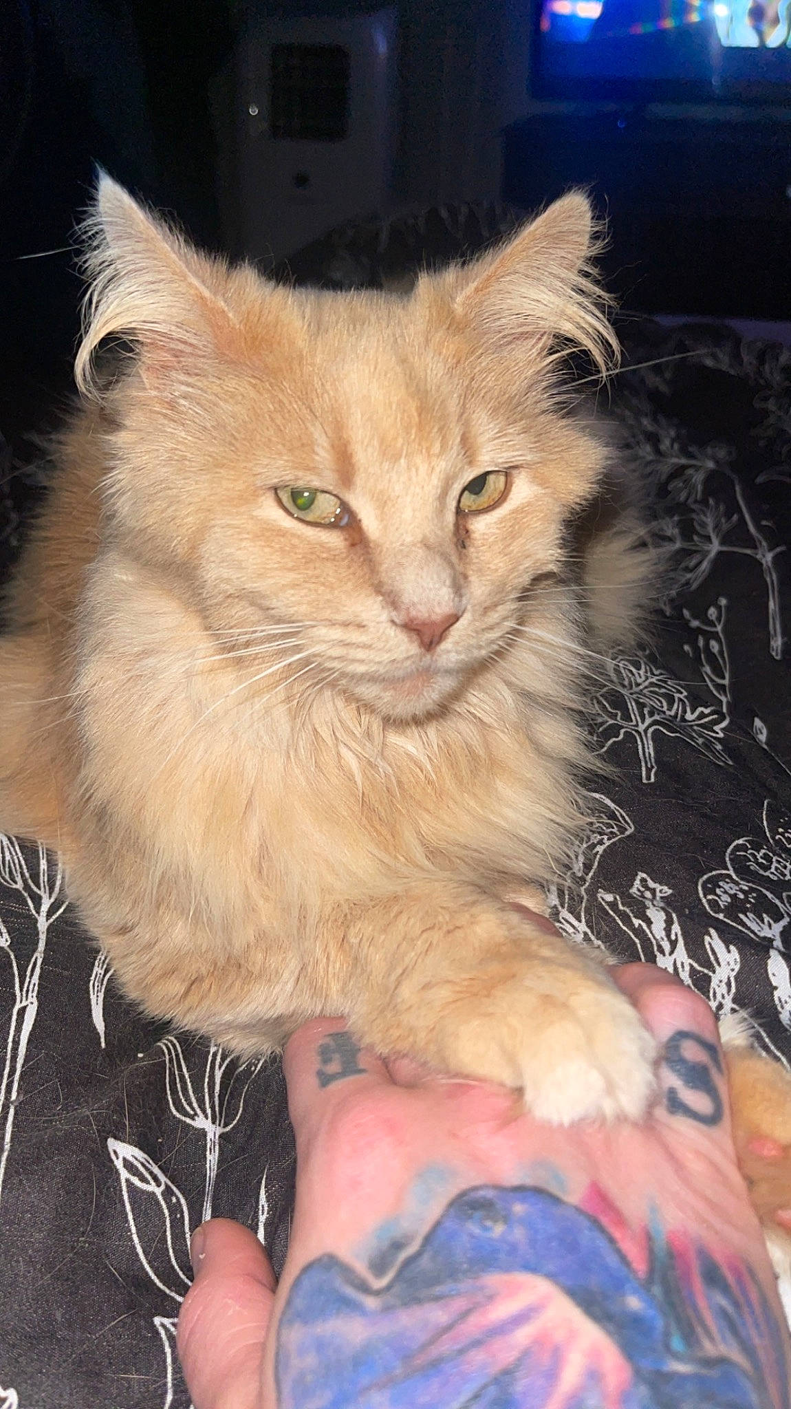 Jasmine joined the competition — help win amazing prizes! carnivore, cat, claw, comfort, domestic_short_haired_cat, fawn, felidae, fur, gesture, lap, nail, paw, sitting, small_to_medium_sized_cats, snout, tail, terrestrial_animal, whiskers