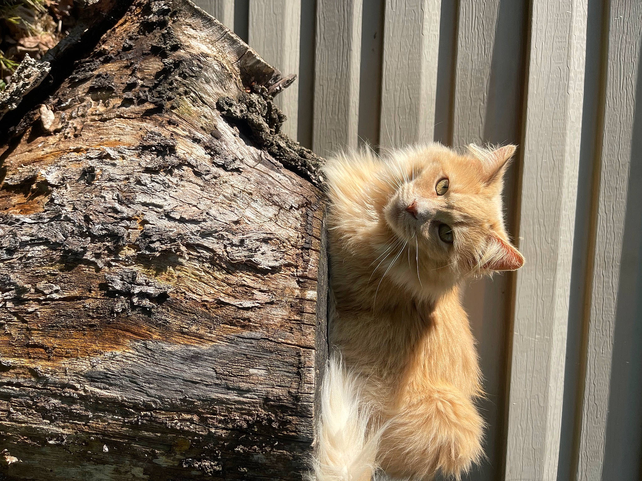 Jasmine joined the competition — help win amazing prizes! carnivore, cat, claw, fawn, felidae, fur, plant, small_to_medium_sized_cats, snout, tail, terrestrial_animal, tree, trunk, twig, whiskers, wildlife, window, wood, zoo
