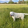 animal, canine, collar, daytime, dog, field, grass, greenery, happy, mammal, nature, outdoor, pet, playful, sky, summer, sunlight, tongue_out, trees, white_dog