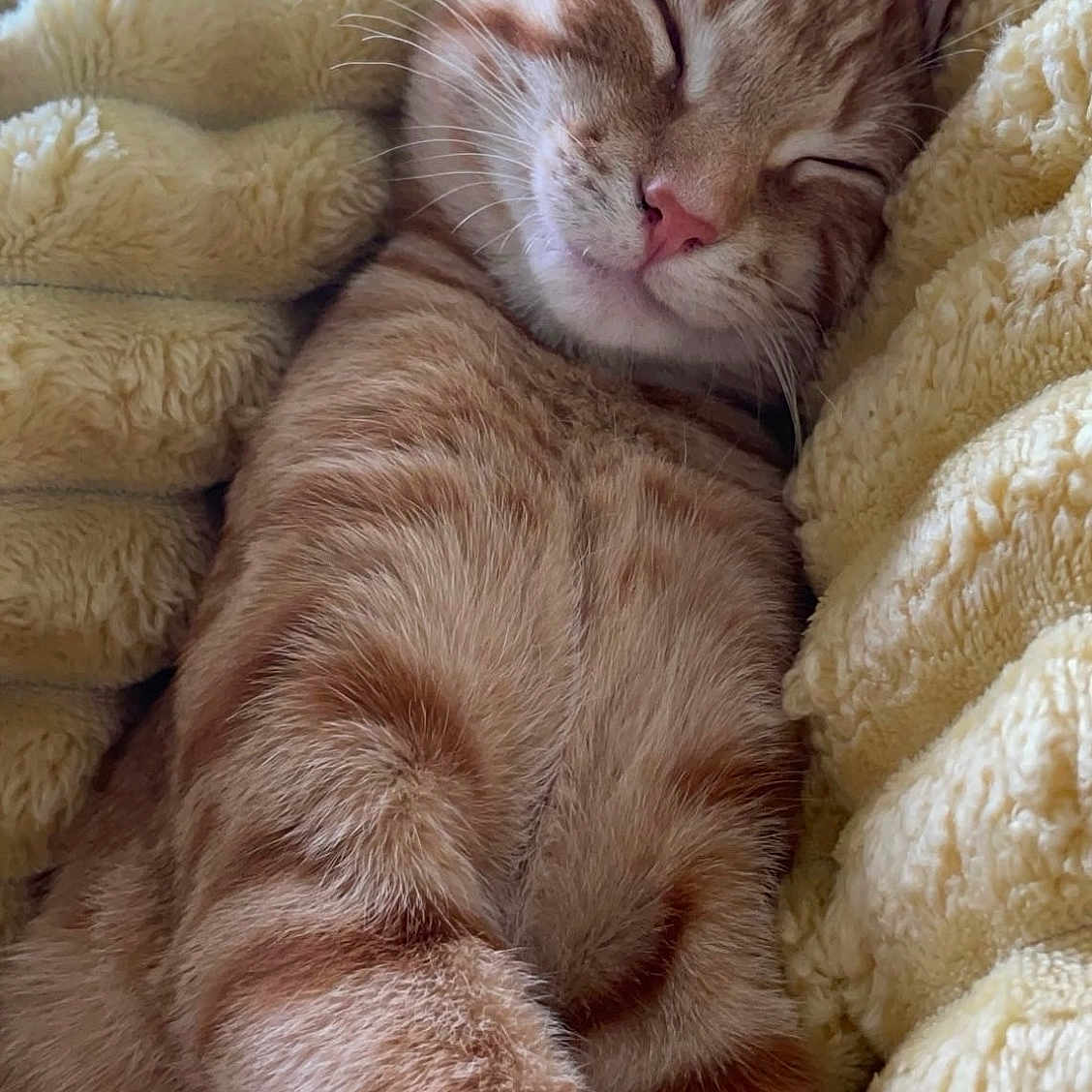 Carrot-Top is registered to the contest to win money with this photo: cat, ginger_cat, tabby, sleeping, cozy, blanket, yellow_blanket, soft_texture, pet, feline, cute, relaxed, whiskers, fur, nap, indoor, close_up, resting, comfort, animal