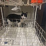 Luka is registered to the contest to win money with this photo: cat, dishwasher, empty, black_and_white, curious, pet, indoor, appliance, metal_rack, kitchen, home, animal, feline, looking, standing, clean, white, orange_cup, wire_frame, floor
