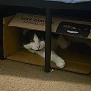 Luka is registered to the contest to win money with this photo: cat, cardboard_box, furniture, carpet, indoor, pet, black_and_white, curious, paw, animal, hiding, cozy, home, feline, box, resting, cute, small_space, playful, shelter
