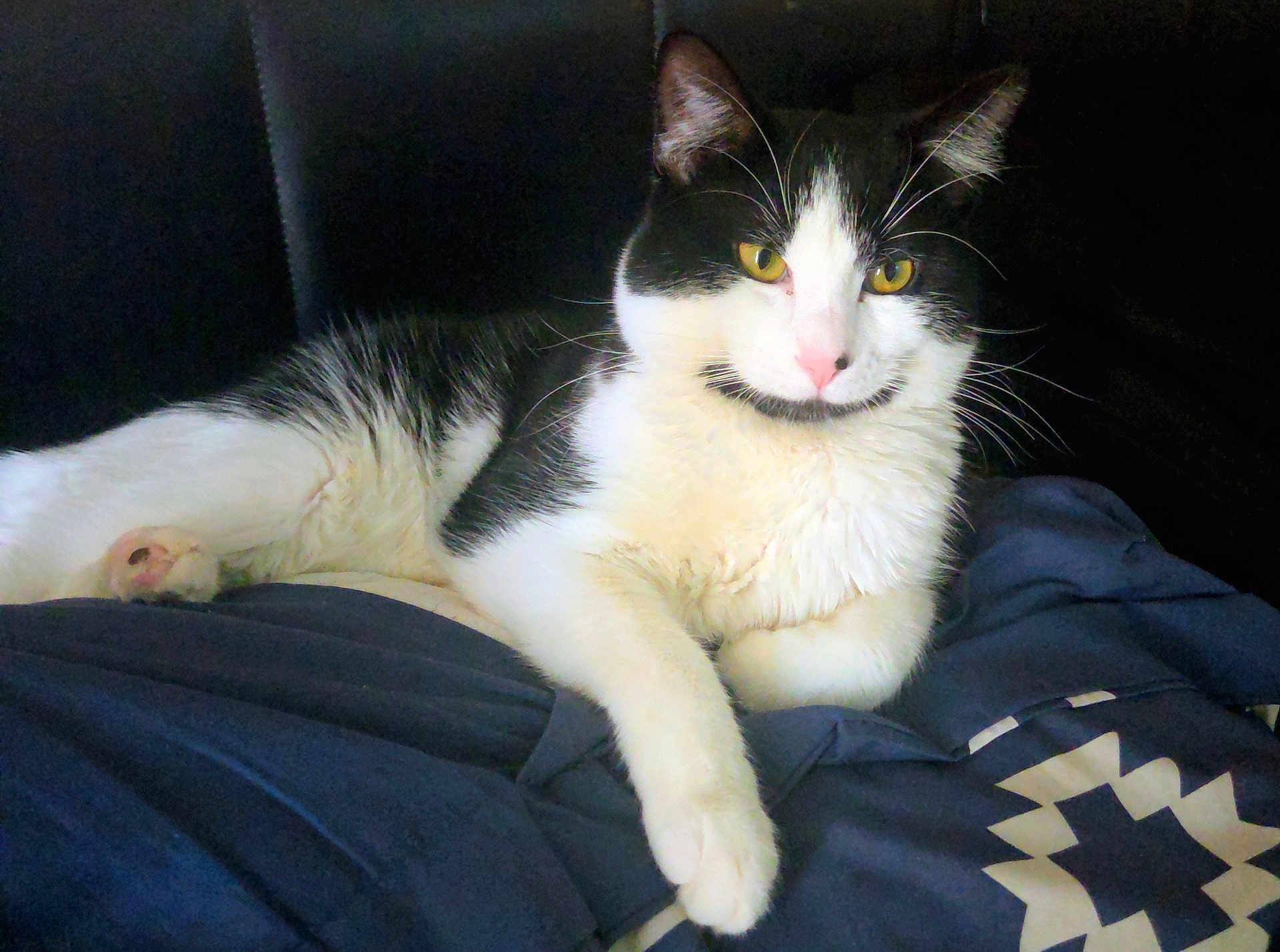 Luka is registered to the contest to win money with this photo: cat, black_and_white, feline, pet, animal, relaxed, indoor, fur, whiskers, yellow_eyes, paw, blanket, resting, comfort, cute, mammal, domestic_cat, portrait, sleepy, cozy