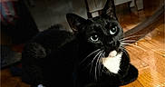 Debo joined the competition — help win amazing prizes! cat, tuxedo_cat, black_cat, white_paws, whiskers, indoor, wooden_floor, pet, animal, feline, cute, resting, looking_up, domestic_cat, fur, eyes, shadow, cozy, home, mammal