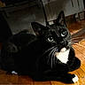 Debo joined the competition — help win amazing prizes! cat, tuxedo_cat, black_cat, white_paws, whiskers, indoor, wooden_floor, pet, animal, feline, cute, resting, looking_up, domestic_cat, fur, eyes, shadow, cozy, home, mammal