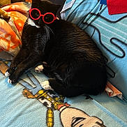 Debo is registered to the contest to win money with this photo: cat, black_cat, glasses, red_glasses, toy_story, blanket, indoor, furniture, table, decor, whiskers, relaxed, pet, cute, cozy, living_room, animal, playful, fashion, black_and_white