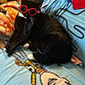 Debo is registered to the contest to win money with this photo: cat, black_cat, glasses, red_glasses, toy_story, blanket, indoor, furniture, table, decor, whiskers, relaxed, pet, cute, cozy, living_room, animal, playful, fashion, black_and_white