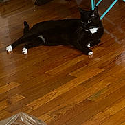 Debo is registered to the contest to win money with this photo: cat, black_cat, white_paws, wooden_floor, indoor, furniture, chair, table_leg, plastic_bag, papers, relaxed, pet, animal, domestic, flooring, resting, household, quiet, calm, living_space