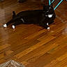 cat, black_cat, white_paws, wooden_floor, indoor, furniture, chair, table_leg, plastic_bag, papers, relaxed, pet, animal, domestic, flooring, resting, household, quiet, calm, living_space