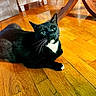 Debo joined the competition — help win amazing prizes! cat, tuxedo_cat, black_cat, white_paws, wooden_floor, indoor, pet, animal, feline, whiskers, curious, relaxed, flooring, domestic_cat, fur, cute, looking_up, cozy, home, resting