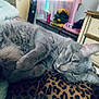 bedroom, blanket, cat, clothes, cozy, curtains, dresser, furniture, gray_cat, home, indoor, lava_lamp, leopard_print, pet, relaxation, resting, sleeping, soft_light, whiskers, window
