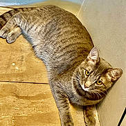 Taco Bell is registered to the contest to win money with this photo: cat, tabby, yellow_eyes, wooden_floor, corner, wall, relaxed, pet, animal, fur, whiskers, paws, indoor, looking, curious, striped, mammal, domestic, feline, resting