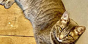 Taco Bell is registered to the contest to win money with this photo: animal, cat, corner, curious, domestic, feline, fur, indoor, looking, mammal, paws, pet, relaxed, resting, striped, tabby, wall, whiskers, wooden_floor, yellow_eyes
