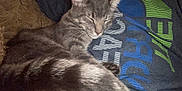 Taco Bell joined the competition — help win amazing prizes! cat, tabby, sleeping, pet, animal, fur, whiskers, person, shirt, text, closeup, indoor, resting, cozy, comfort, nap, domestic, friendship, relaxation, cute
