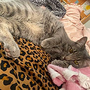 Taco Bell is registered to the contest to win money with this photo: bedroom, blanket, cat, cozy, cute, furniture, furry, gray_cat, indoor, laundry_basket, leopard_print, lying_down, pet, pink_blanket, relaxed, resting, shelf, tabby, whiskers, white_blanket