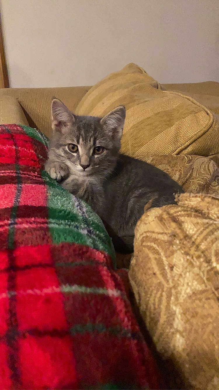Taco Bell joined the competition — help win amazing prizes! kitten, cat, gray_cat, tabby, couch, blanket, pillow, plaid, cozy, indoor, pet, feline, resting, fur, cute, animal, domestic_cat, relaxing, soft_fabric, home