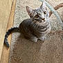 Taco Bell is registered to the contest to win money with this photo: cat, gray_tabby, pet, indoor, curious, looking_up, sitting, yellow_eyes, fur, whiskers, tail, carpet, rug, furniture, home, domestic_animal, cute, animal, mammal, floor