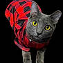 Luna Moon is registered to the contest to win money with this photo: cat, gray_cat, yellow_eyes, pet, animal, feline, red_shirt, checkered_pattern, clothing, collar, bell, cute, portrait, isolated, black_background, curious, whiskers, indoor, fur, domestic_animal