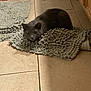 Luna Moon is registered to the contest to win money with this photo: animal, bath_mat, bathroom, cabinet, cat, cozy, domestic_cat, feline, floor, gray_cat, home, indoor, mat, pet, quiet, relaxing, resting, shadow, texture, tile_floor