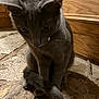 Luna Moon is registered to the contest to win money with this photo: cat, gray_cat, pet, indoor, wooden_floor, tail, paws, feline, curious, cabinet, closeup, animal, fur, domestic_cat, sitting, looking_down, home, cozy, dim_light, flooring
