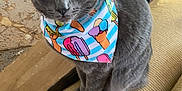 Luna Moon is registered to the contest to win money with this photo: cat, gray_cat, yellow_eyes, bandana, colorful_bandana, sitting, couch, worn_couch, indoor, rug, wooden_chair, floor, curious, pet, feline, closeup, domestic_animal, furniture, cozy_room, looking