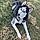 Bandit Buck