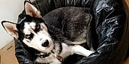 Bandit Buck is registered to the contest to win money with this photo: dog, siberian_husky, pet, bean_bag, indoor, floor, wood_floor, black, white, animal, fur, ears, collar, curious, resting, looking, blue_eyes, minimalist, wall, home