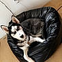 dog, siberian_husky, pet, bean_bag, indoor, floor, wood_floor, black, white, animal, fur, ears, collar, curious, resting, looking, blue_eyes, minimalist, wall, home
