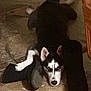 dog, husky, black_and_white, floor, tile, boot, pet, animal, resting, indoors, paw, ear, face, looking_up, fur, canine, muzzle, house, companion, domestic