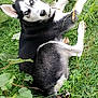 dog, husky, blue_eyes, grass, outdoor, animal, pet, lying_down, leaf, nature, canine, fur, black_and_white, alert, playful, paw, stick, summer, daylight, curious
