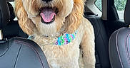 Goose joined the competition — help win amazing prizes! dog, goldendoodle, fluffy, curly_fur, cream_colored, happy, smiling, tongue_out, sitting, standing, collar, colorful_collar, car, back_seat, leather_seats, vehicle_interior, road_trip, rainy_window, pet, portrait