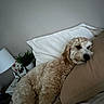 dog, curly_coat, cream_fur, pet, animal, bed, bedroom, pillow, bedding, sleeping, lounging, relaxed, indoors, home, nightstand, lamp, houseplant, portrait, side_eye, cozy