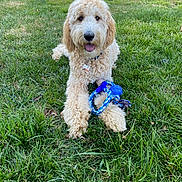 Goose is registered to the contest to win money with this photo: dog, goldendoodle, fluffy, curly_fur, cream_colored, happy, tongue_out, sitting, lying_down, outdoor, grass, lawn, pet, dog_toy, blue_toy, collar, tag, portrait, suburban, daylight