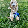 dog, goldendoodle, fluffy, curly_fur, cream_colored, happy, tongue_out, sitting, lying_down, outdoor, grass, lawn, pet, dog_toy, blue_toy, collar, tag, portrait, suburban, daylight