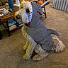 Goose is registered to the contest to win money with this photo: dog, pet, shark_costume, costume, fluffy, white_dog, sitting, living_room, carpet, coffee_table, couch, books, drinks, snacks, autumn_decor, indoor, animal, funny, cute, portrait