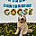 Goose