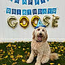 dog, birthday, party_hat, happy, smiling, curly_fur, golden_doodle, pet, outdoor, grass, autumn, leaves, birthday_banner, balloons, decoration, portrait, sitting, garden, celebration, blue_and_gold