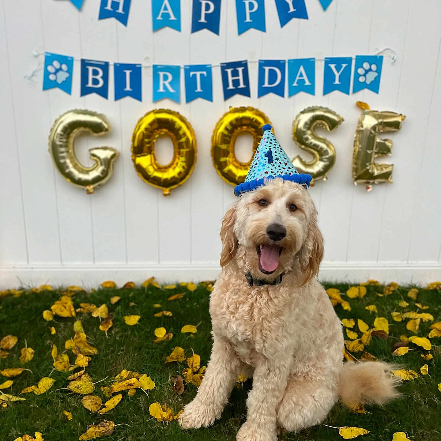 Goose